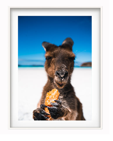 Bertrand Bragard - Kangaroo - Photography