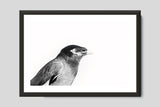 Premium Prints - Common Myna in a Frame